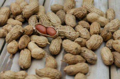 Дачники поделились личным опытом выращивания арахиса на огороде: секреты удивительного урожая - sadogorod.club