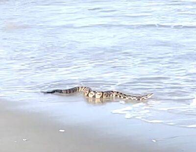 Мужчина подумал, что змея тонет, но она наслаждалась видом на пляже - mur.tv - Сша - штат Южная Каролина