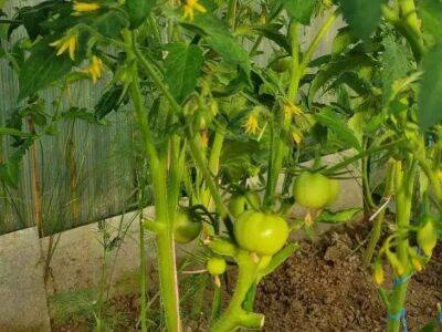 Елен Гутыро - В августе подкормите томаты этим раствором 1 раз в 7 дней, чтобы отличались нежным вкусом и выросли без водянистости - sadogorod.club