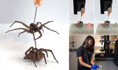Биоинженеры превратили пауков в роботов - chert-poberi.ru - штат Техас