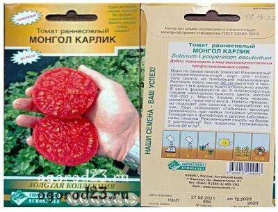 Монгол Карлик томат, описание и фото, опыт выращивания - sadogorod.club