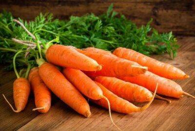 Как правильно поливать морковь в августе: многие совершают эту ошибку - sadogorod.club