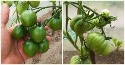 Ускорьте созревание томатов без потери вкуса и аромата. Безопасная подкормка и помощь огороду - lifehelper.one