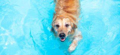 Как плавать с собакой: правила и рекомендации - mur.tv