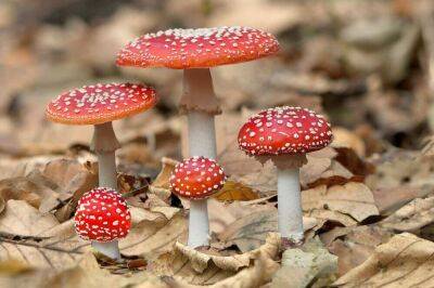 Какие грибы опасны для жизни? Часть 1 - lifehelper.one