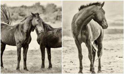 Фотограф показал величественных лошадей, обитающих в Южной Африке - chert-poberi.ru - Англия - Юар
