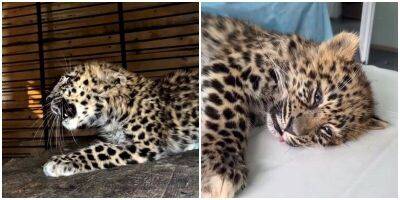 В Приморье спасли котёнка леопарда, который остался без матери - mur.tv - Приморье край