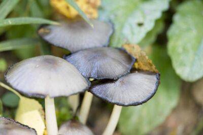 Какие грибы опасны для жизни? Часть 2 - lifehelper.one - Россия