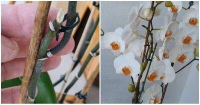 Простимулируйте орхидею на обильное цветение. Всё, что нужно — это правильно обрезать цветонос - lifehelper.one