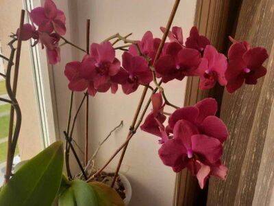 Елен Гутыро - Секретный раствор для полива орхидеи: лучше обычной воды в 2 раза - sadogorod.club