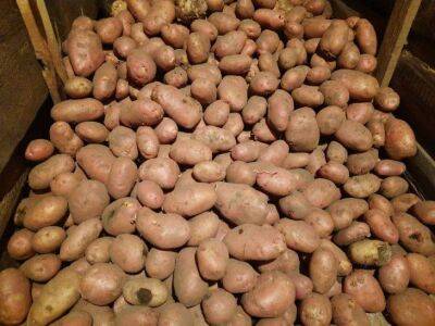 С каким фруктом хранят картофель, чтобы отсрочить появление ростков: деревенская хитрость - sadogorod.club