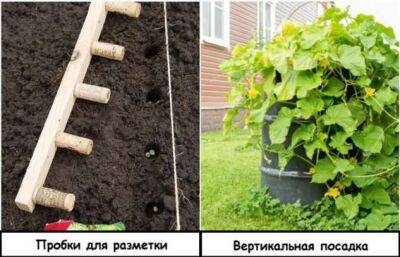 7 лайфхаков для дачи и огорода, создателям которых хочется пожать руку - milayaya.ru