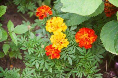 Елена Шимановская - 3 цветка, которые принесут огороду больше пользы, чем тележка удобрений: что обязательно стоит посадить на грядках - sadogorod.club