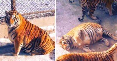 В Китайском Зоопарке Растолстели Тигры. Но В Этом Нет Ничего Смешного! - lublusebya.ru