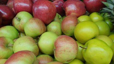Игорь Зур - Как сохранить яблоки свежими до Нового года: 2 важных правила хранения урожая - belnovosti.by