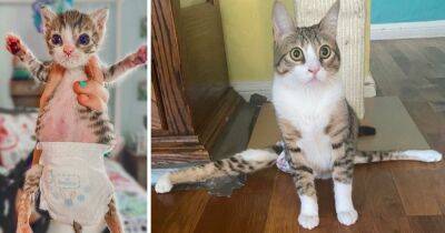 Пара усыновила парализованную кошку, которая стала членом их семьи. Добрая история стала вирусной - cpykami.ru