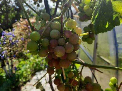 Уход за виноградом в сентябре: 4 важных дела, которые нужно сделать до того, как вы соберете урожай - sadogorod.club