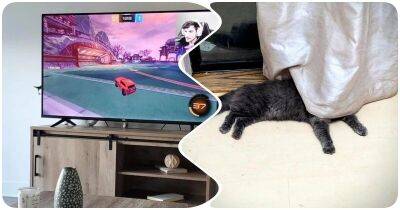 Найдите кота на фото: мастера игры в пряток - mur.tv
