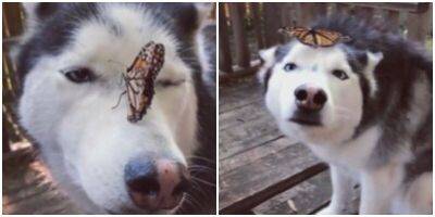 Бабочка удивительной красоты сломала пса - mur.tv