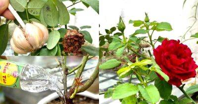 2 зубчика чеснока и розы начнут обильно цвести и активно расти - cpykami.ru
