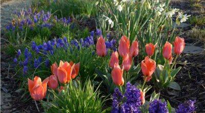 С чем посадить тюльпаны: выбираем цветущие растения - sadogorod.club