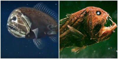 Длиннорогий саблезуб: удивительная рыба, которую видели всего несколько раз - mur.tv