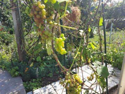 Как размножить виноград черенками осенью: практические советы - sadogorod.club - Виноград