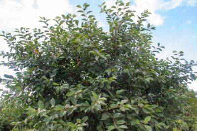 Как поливать плодовые деревья осенью: 3 способа, о которых должны знать дачники - sadogorod.club