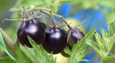 Фиолетовые ГМ-томаты: обогащенные антиоксидантами томаты скоро можно будет вырастить на огороде в США - sadogorod.club - Сша - Англия