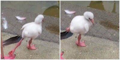 Крошечный птенец фламинго учится стоять на одной ножке - mur.tv