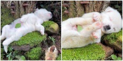 Это слишком мило! Крошечный щеночек уснул под деревом - mur.tv
