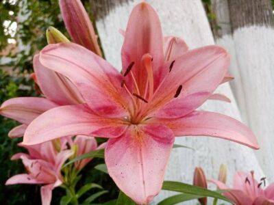 Огромные цветы и сильное растение: как сажают лилии профессиональные цветоводы - sadogorod.club