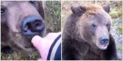 “У него есть страх?”: владелец медведя доказал, что его питомец – лапушка - mur.tv
