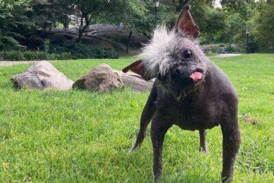 Как выглядит самая уродливая собака в мире (12 фото) - chert-poberi.ru - штат Калифорния