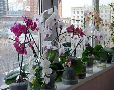 Почему не цветет орхидея в домашних условиях: что делать, чтобы зацвела - sadogorod.club