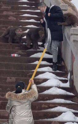 В Китае пять обезьян напали на туриста - chert-poberi.ru - Китай