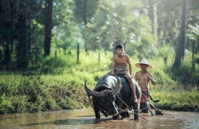 Как буйволы стали национальным символом Индонезии - chert-poberi.ru - Индонезия