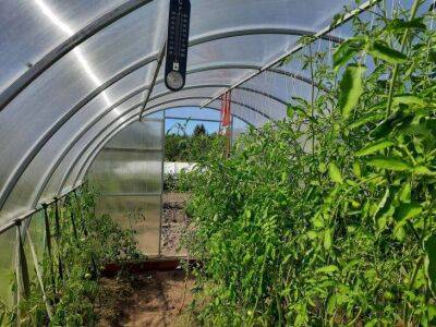 Об этом не знают 90% огородников: средства, которые оздоровят почву в теплице после томатов и огурцов - sadogorod.club
