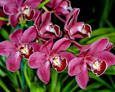 Обязательная подкормка орхидеи молоком для безумно красивого цветения круглый год - polsov.com
