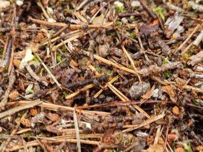 Как правильно бороться с муравьями на огородном и садовом участке - sadogorod.club
