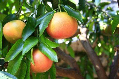 Грейпфрут: чего от него больше - пользы или вреда? - lifehelper.one - Индия - Израиль - штат Калифорния