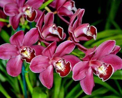 Обязательная подкормка орхидеи молоком для безумно красивого цветения круглый год - lifehelper.one
