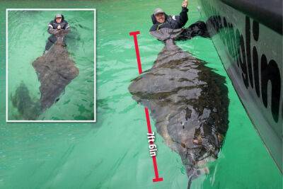 Британский рыбак выловил 180-килограммового двухметрового палтуса в Норвегии - porosenka.net - Англия - Норвегия