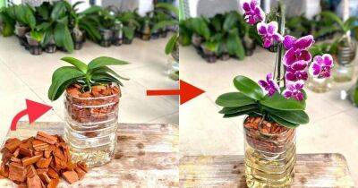 Битый кирпич для выращивания орхидей: создаем условия, в которых орхидеи растут в живой прироже - lifehelper.one