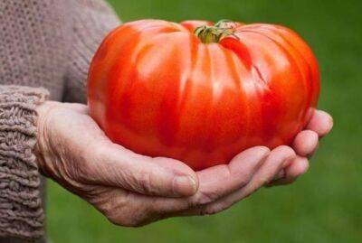 Какие сорта томатов считаются самыми большими в мире - sadogorod.club