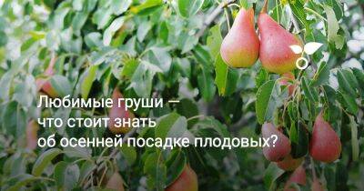 Любимые груши — что стоит знать об осенней посадке плодовых? - sadogorod.club