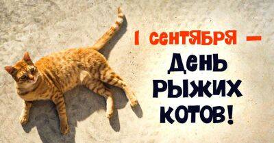 1 сентября празднуем День рыжих котов, питомцы притягивают деньги в дом - lifehelper.one