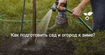 Как подготовить сад и огород к зиме? - sadogorod.club