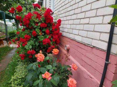 Как подкормить плетистые розы во время цветения: 5 проверенных способов - sadogorod.club