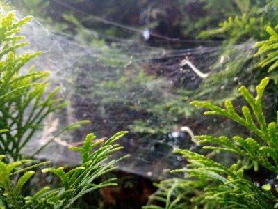 5 способов защитить участок от паутинного клеща осенью: сделал сам – скажи соседу - sadogorod.club